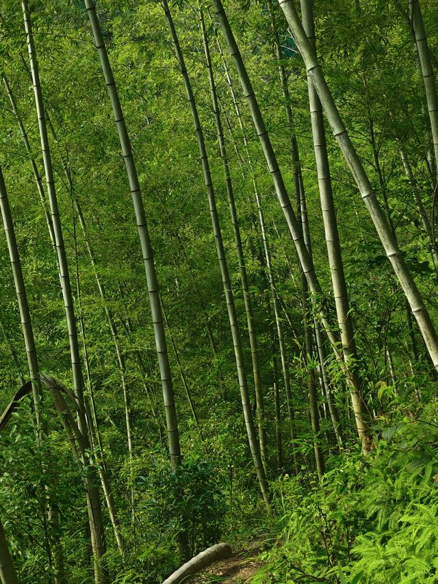 上海高鐵直達小眾城市義烏週末遊