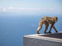 Come see the Apes of Gibraltar!