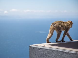 快來看看直布羅陀的猿猴吧！