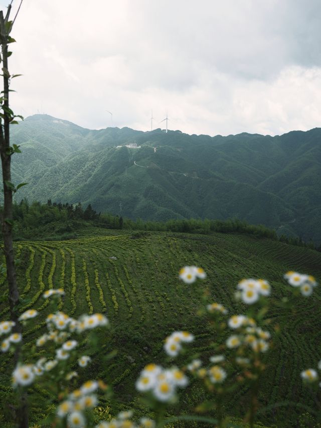 20 pictures cannot fully capture the beauty of the cloud-covered Yongzhou ☁ You've hidden yourself too well!