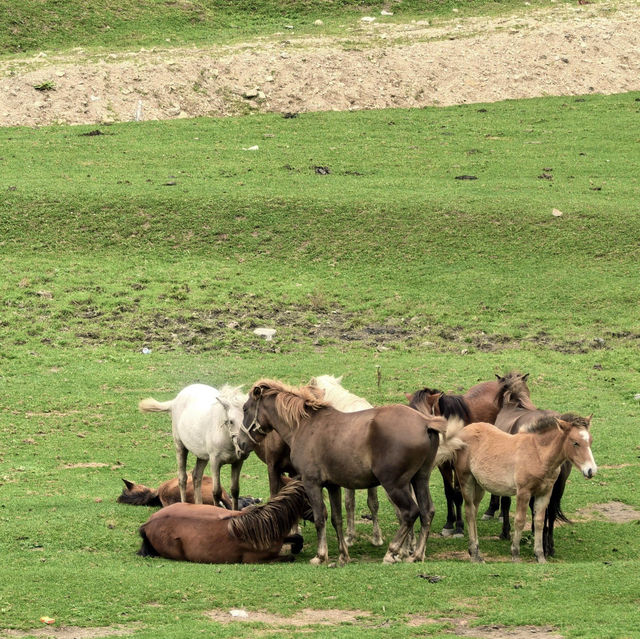 Beautiful grasslands escape in Shaanxi 