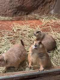 一次撸盡卡皮巴拉玄鳳鸚鵡矮腳羊柯爾鴨!