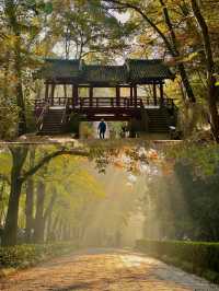 如果錯過了明孝陵的秋天,那該有多遺憾呀。