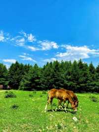 翠雲山森林公園嘅秋天，真係太靚啦！