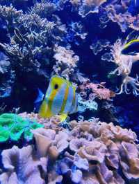 【海洋奇觀】達拉斯世界水族館｜探索美國德克薩斯州的海底世界。
