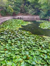 Qingdao’s Hidden Natural Beauty 🇨🇳🌿🌱