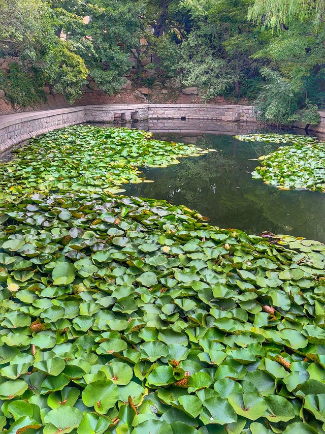 Qingdao’s Hidden Natural Beauty 🇨🇳🌿🌱