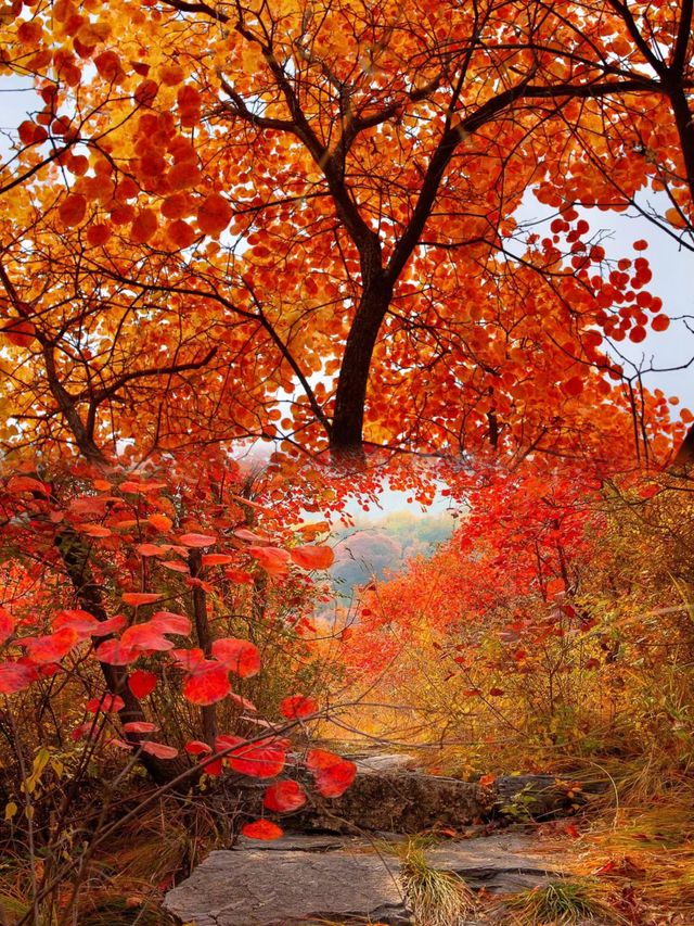 快來藥王谷看紅葉了，太美了吧。