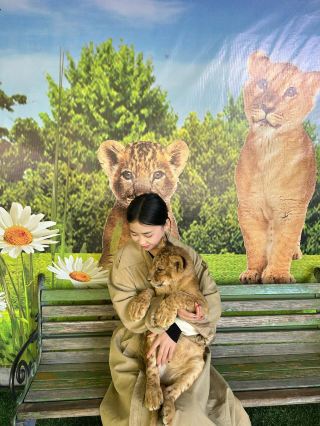 칭다오 근교 여행 1시간 거리~ 아기 사자 안기 너무 귀여워요.