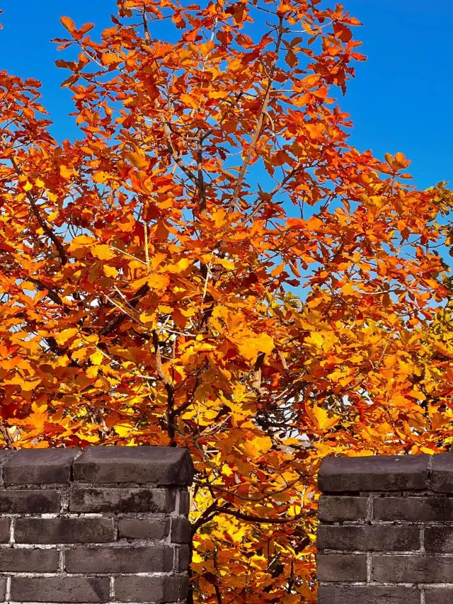 慕田峪賞楓全攻略，邂逅秋日絕美畫卷。