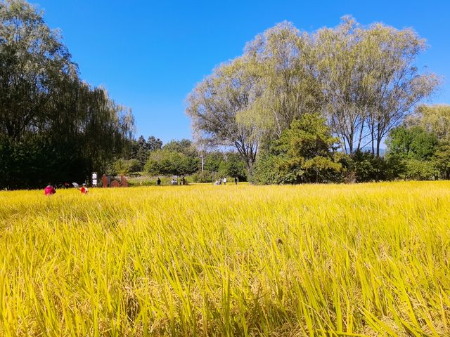 免費的北坞公園，拍攝水稻、交通攻略。