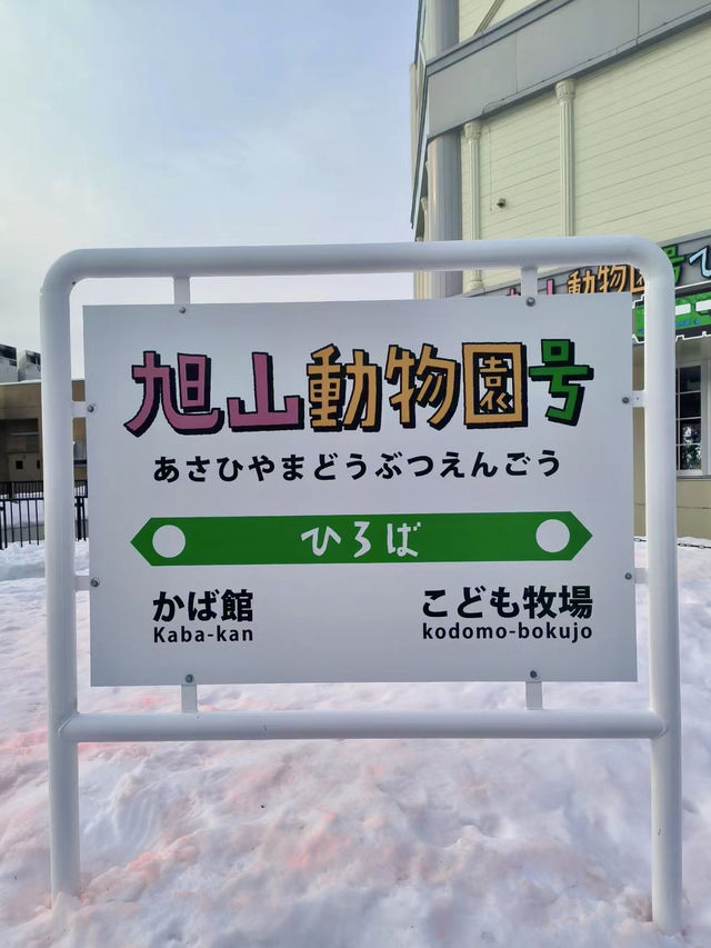 ❄️ 旭山動物園：冬日里的極地動物世界