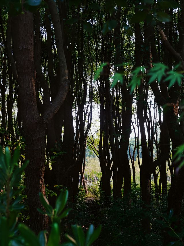 上海周末｜松江你不宣傳這個公園真糊塗呀！