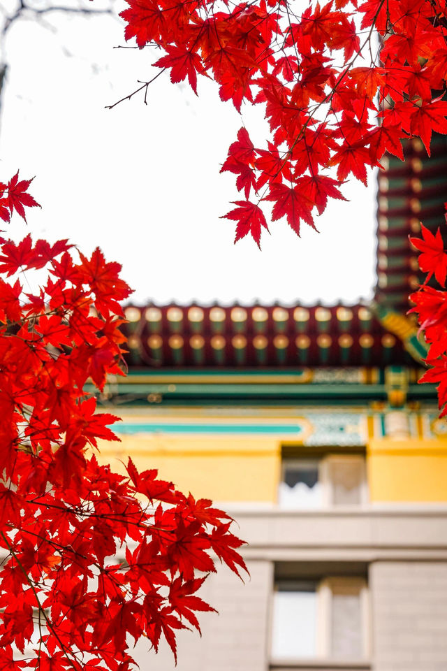 友誼賓館的紅楓神樹即將迎來巔峰！附位置。