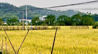 The scent of rice flowers in Jiangmen's Shengtang Town. 