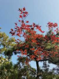 玄武湖公園不愧是南京賞秋頂流，關鍵還是。