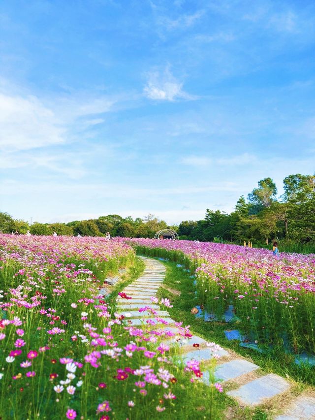 深圳觀瀾版畫村‖如詩如畫格桑花海。