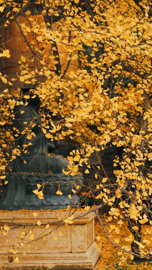 來西安不比打卡觀賞千年古觀銀杏樹。