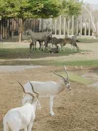 迪拜野生動物園打卡（附詳細攻略）。