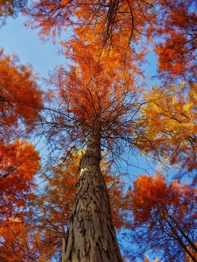 真紅了!合肥四季花海紅杉林這時美成油畫!。 真紅了!合肥四季花海紅杉林這時美成油畫!。
