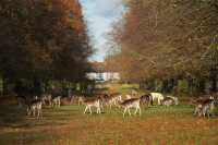 倫敦周邊遊 Bushy Park 有鹿精靈。
