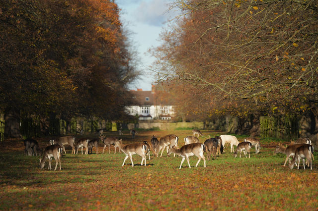 倫敦周邊遊 Bushy Park 有鹿精靈。