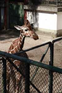 溫州動物園像坐上了去往90年代的穿梭機。