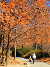 冬天來青島｜世紀公園的楓葉杉樹很驚艷（附攻略）