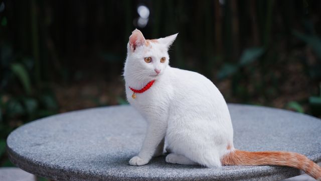 出發偶遇可愛萌物們｜蘭圃公園的貓貓展又來啦