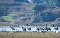 2,500隻黑頸鶴，10萬隻鳥類，草海越冬