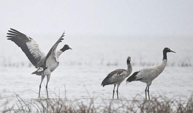 2,500隻黑頸鶴，10萬隻鳥類，草海越冬