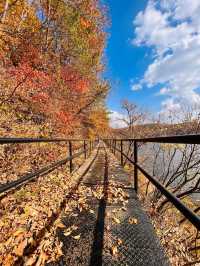吉林延邊|紅石峰國家森林公園•冬日落葉凋零的美