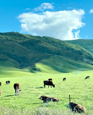 Baicheng Travel Guide: From Wetlands to Grasslands, from History to Food
