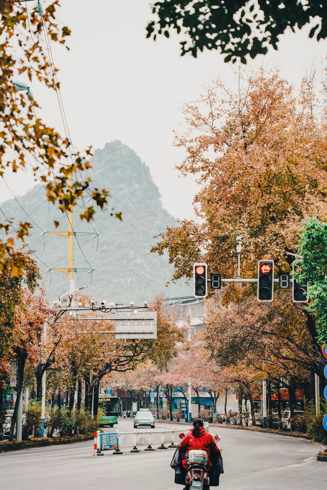 桂林超浪漫的紅楓大道，300棵楓葉樹全紅了！！