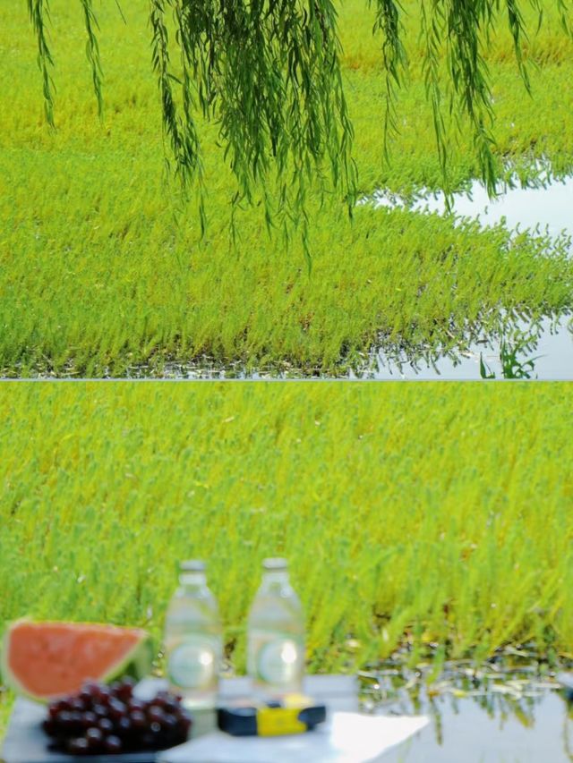 成都公園/週末遛娃露營好去處