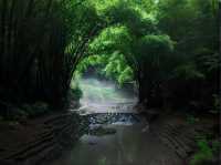 來川西竹海深呼吸，沉醉天然氧吧