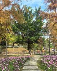 深圳白沙灣公園：有山有海有花的夢幻之地
