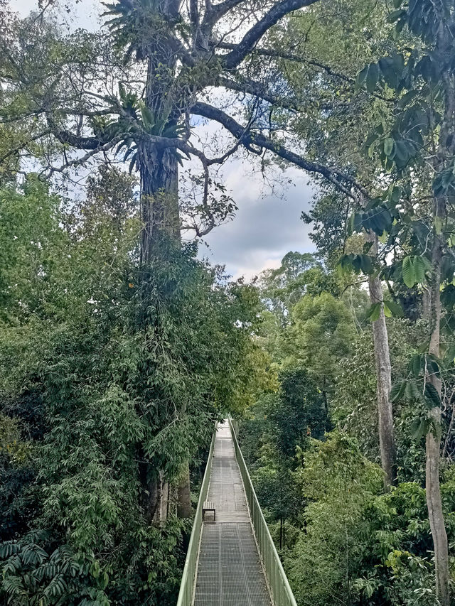 自然探險家的樂園｜山打根雨林探索中心
