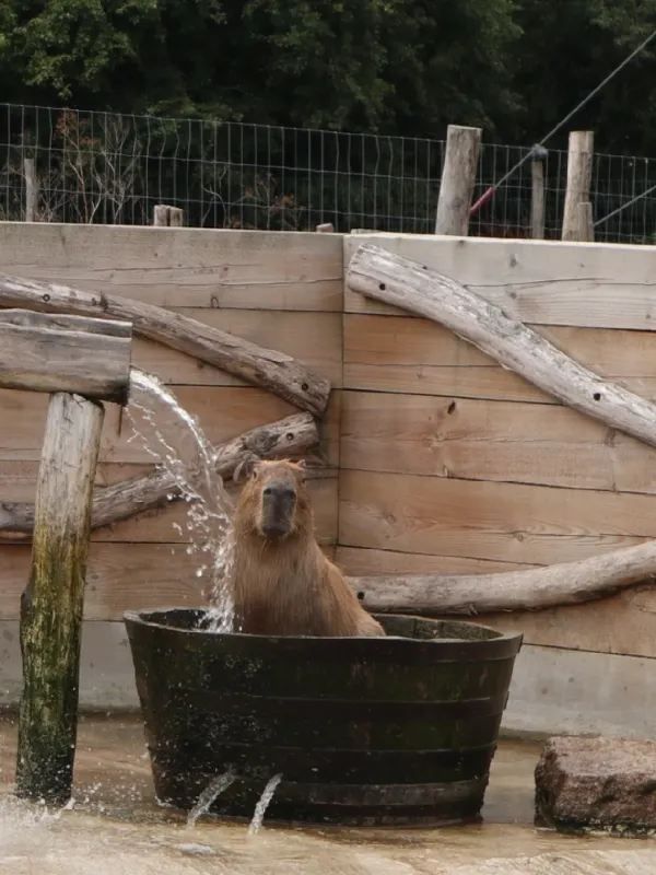 Weekend in London: Meet the Capybaras