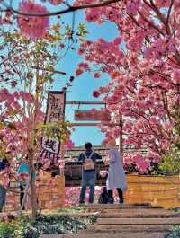 江門綠美生態園🌸 广东紫花風鈴木盛開，冬日如春！