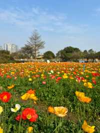 免門票，0元走進七彩莫奈花園～