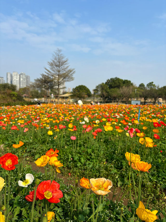 免門票，0元走進七彩莫奈花園～