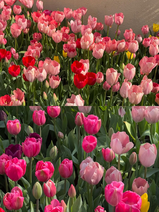 春日限定|瑞景凱瑞+中山公園，邂逅鬱金香花海