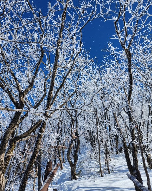 在原州市雉岳山看到了絕美的霧凇