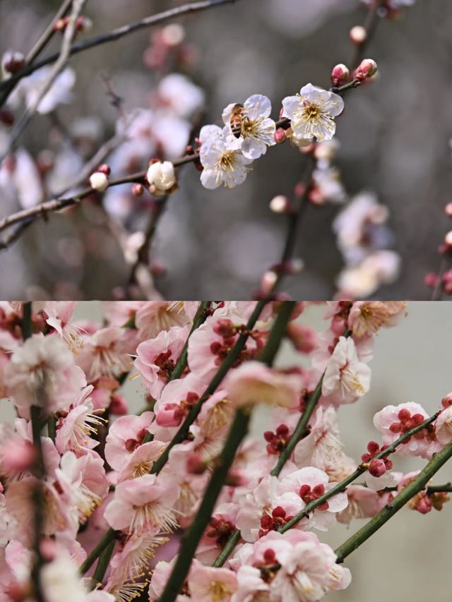 寧波賞梅一日遊‖打卡避坑攻略