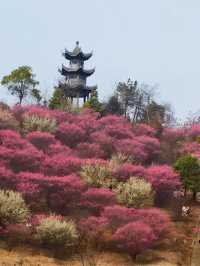 武漢木蘭花谷｜武漢市內闖入超壯觀的梅園花海