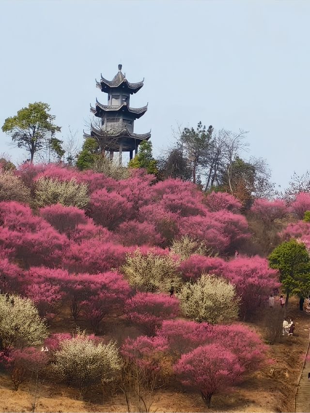 武漢木蘭花谷｜武漢市內闖入超壯觀的梅園花海