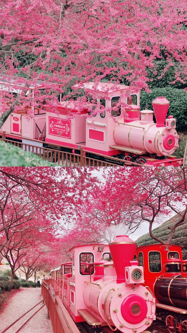 《國家地理》嘅櫻花茶園喺呢度
