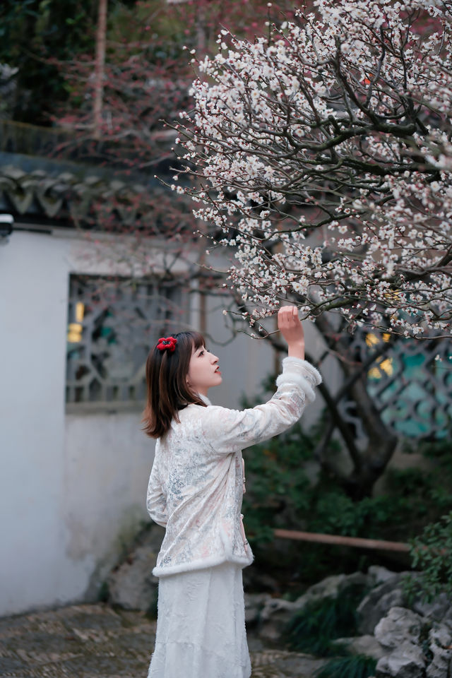 上海梅花季一定要去這個古典園林賞花還免費!! 上海梅花季一定要去這個古典園林賞花還免費!!
