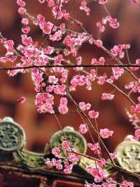 放過錢王祠吧！這個冷門寺廟的梅花更好拍
